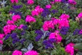 Geraniums Field of Flowers Royalty Free Stock Photo