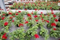 Geraniums in flower pots in greenhouse