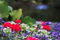 Geraniums in foreground with soft focus garden Royalty Free Stock Photo