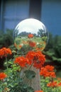 Geraniums and garden reflecting ball, PA