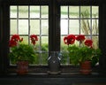 Geraniums and jug