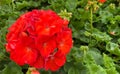 Geraniums Pelargonium x hortorum, bright red, popular bedding plant