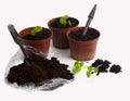 Geraniums(pelargoniums) first potting