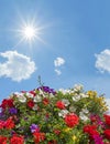 Geraniums, petunias and bidens, against blue sky with bright sun