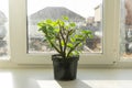 Geraniums in pot on the windowsill. Royalty Free Stock Photo