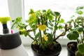 Geraniums in pots on the windowsill. Royalty Free Stock Photo