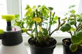 Geraniums in pots on the windowsill. Royalty Free Stock Photo