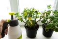 Geraniums in pots on the windowsill Royalty Free Stock Photo