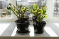 geraniums in pots on the windowsill. Royalty Free Stock Photo