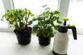 Geraniums in pots on the windowsill. Royalty Free Stock Photo