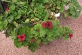 Geraniums in spring