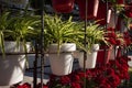 Geraniums in Springtime, Murcia, Spain