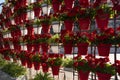 Geraniums in Springtime, Murcia, Spain