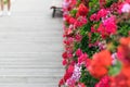 Geraniums in the street.