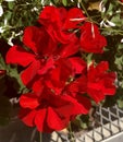 Geraniums Royalty Free Stock Photo