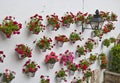 Geraniums on the wall