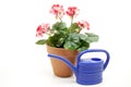 Geraniums with watering can Royalty Free Stock Photo