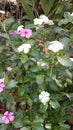 geraniums white n purple