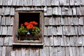 Geraniums at a window, Dolomites