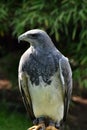Geranoaetus melanoleucus, black chested buzzard eagle Royalty Free Stock Photo