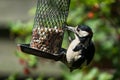 Gerat spotted woodpecker on bird feeder Royalty Free Stock Photo