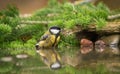 Gerat titmouse standing in water Royalty Free Stock Photo