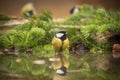 Gerat titmouse standing in water Royalty Free Stock Photo