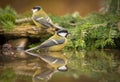 Gerat titmouse standing in water Royalty Free Stock Photo