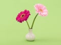 Gerber daisies blooming Royalty Free Stock Photo