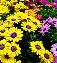 Gerber Daisies in multiple colors, Yellow, Pink, Purple Royalty Free Stock Photo