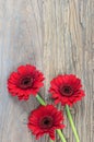 Gerber Daisies Royalty Free Stock Photo