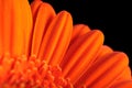 Gerber Daisy