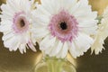 Gerber daisy arrangement in a clear vase isolated on a gold background Royalty Free Stock Photo