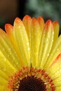 Gerber Daisy, close up Royalty Free Stock Photo