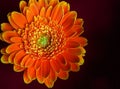 Gerber daisy closeup Royalty Free Stock Photo