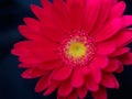 Gerber daisy closeup, soft focus Royalty Free Stock Photo