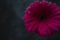 Gerber daisy on the dark background. Pink flower closeup. Bright fresh nature flower Royalty Free Stock Photo