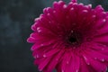 Gerber daisy on the dark background. Pink flower closeup. Bright fresh nature flower Royalty Free Stock Photo