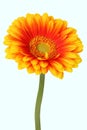 Gerber daisy flower isolated macro Royalty Free Stock Photo