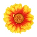 Gerber daisy flower isolated macro Royalty Free Stock Photo