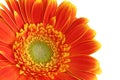 Gerber daisy flower with white background Royalty Free Stock Photo