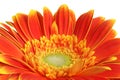 Gerber daisy flower on white background Royalty Free Stock Photo