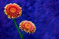 Gerber daisy flowers on abstract blue grunge background