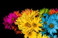 Gerber Daisy flowers against black background Royalty Free Stock Photo
