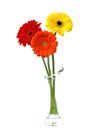 Gerber daisy flowers isolated on white Royalty Free Stock Photo