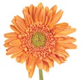 Gerber Daisy (Gerbera) Royalty Free Stock Photo
