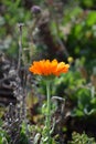 Gerber Daisy in an Insect Meadow