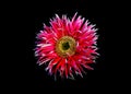 Gerber Daisy isolated Royalty Free Stock Photo