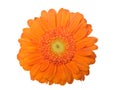 Gerber daisy isolated on white background Royalty Free Stock Photo