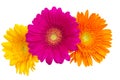 Gerber Daisy isolated on white background Royalty Free Stock Photo